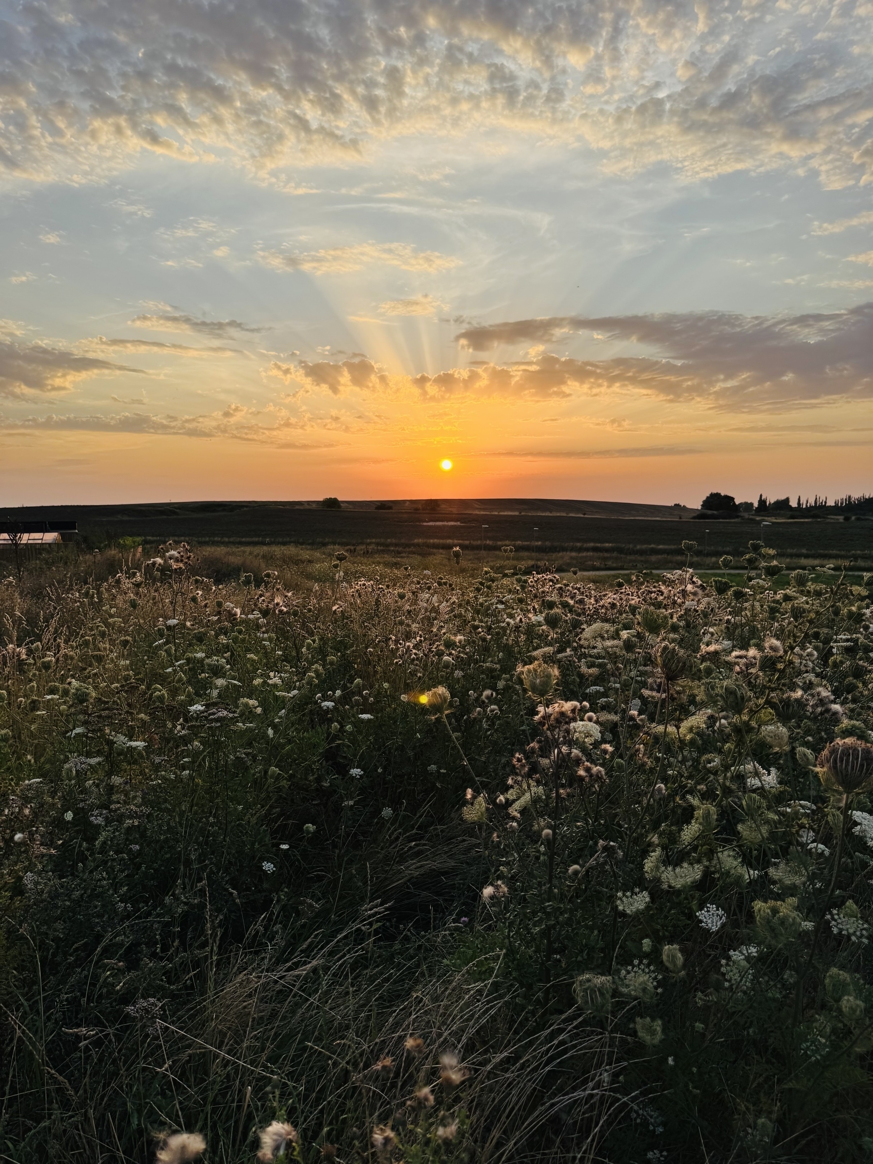 En solnedgång över ett öppet fält med vilda blommor och gräs, under en delvis molnig himmel.